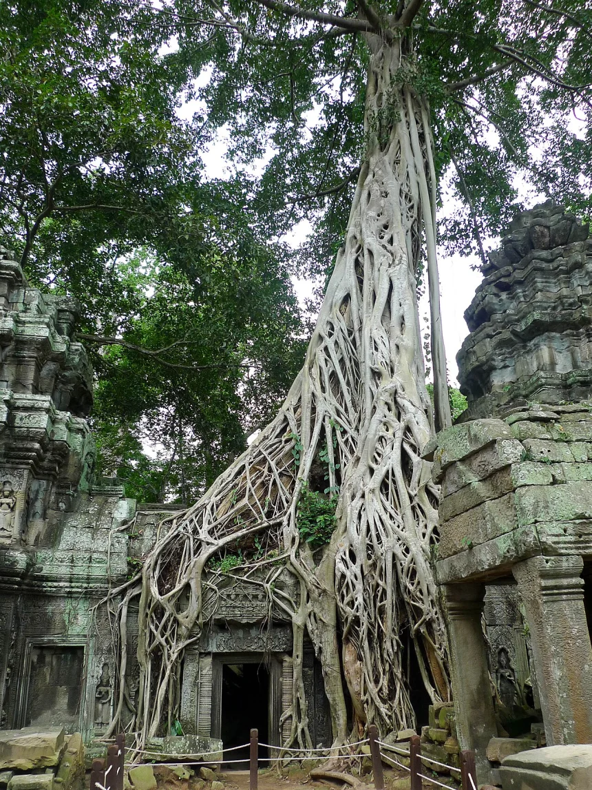 Kmer İmparatorluğu — Ta Prohm Tapınağı'nı saran dev ipek-pamuk ağacı kökleri.
