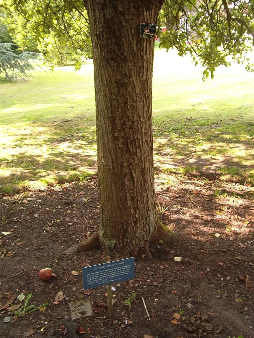 Isaac Newton — Cambridge Botanik Bahçesi'nde, Newton'a elma hikâyesini ilham verdiği söylenen ağacın torunu olduğu belirtilen bir ağaç (2004 fotoğrafı). Hikâyenin kaynağı için bkz.